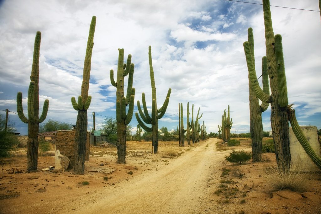 stay hydrated in the desert