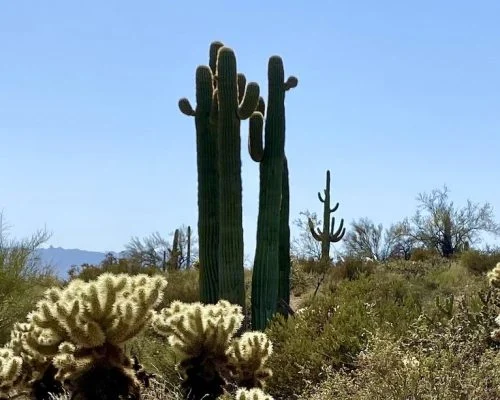Sonoran-desert-canam-rental-po1ccj2la5qtfwb2gu9dlatznd0qrzm761rx1axb4w