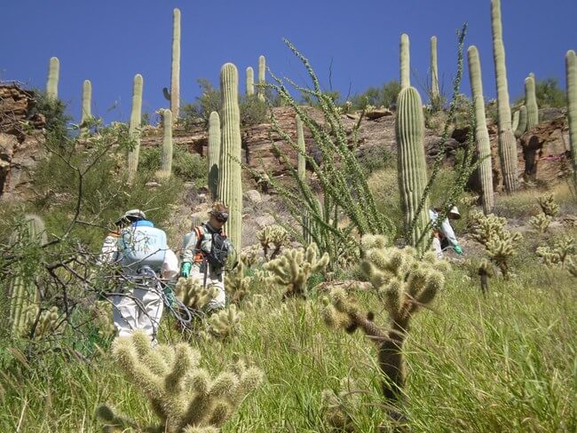 Forest fire sonoran desert