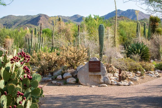 Trips Sonoran Desert