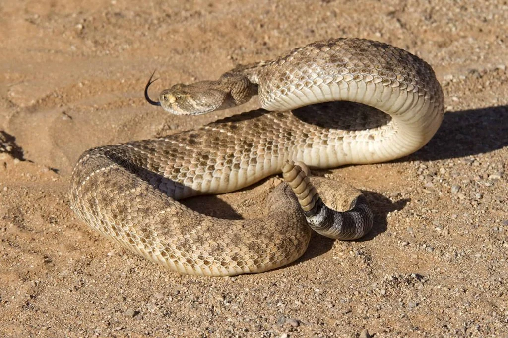 Western Diamondback rattlesnake